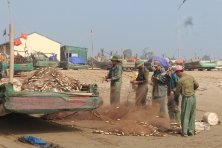 Ngư dân Hoằng Thanh bội thu cá trích